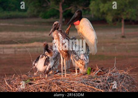 Jabiru (Jabiru mycteria) adulte avec quatre poussins au nid, Pantanal Wildlife Centre, Mato Grosso, Brésil Banque D'Images