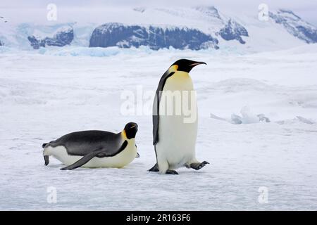 Manchot empereur (Aptenodytes forsteri) adultes, marchant et traîneaux sur la neige, Snow Hill Island, Antarctique Peninsula, Antarctique Banque D'Images