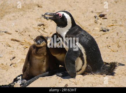 Manchot africain (Spheniscus demersus) adulte avec poussins, assis sur le sable, Boulders Beach, Simon's Town, Western Cape, Afrique du Sud Banque D'Images