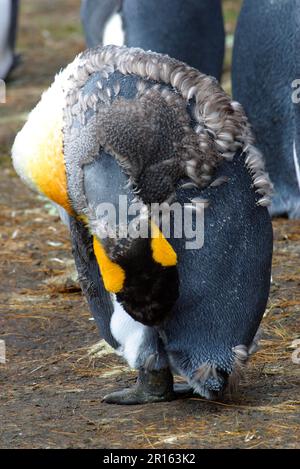 Aptenodytes patagonica, pingouin roi, pingouins roi (Aptenodytes patagonicus), pingouins, animaux, oiseaux, oiseau moussant de manchot roi Banque D'Images