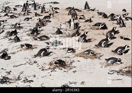 Pingouin africain adulte (Spheniscus demersus), colonie nicheuse sur la plage, Boulders Beach, Simon's Town, Cape Peninsula, Western Cape, Afrique du Sud Banque D'Images