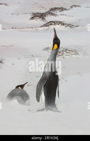 Aptenodytes patagonica, manchot roi, manchots pygmées (Aptenodytes patagonicus), pingouins, animaux, oiseaux, manchots roi montrant des oiseaux Banque D'Images