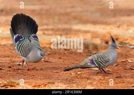 Pigeon à crête (Geophaps lophotes) deux mâles adultes, dont l'un montre son rival, territoire du Nord, Australie Banque D'Images