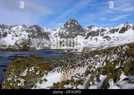 Colonie de pingouins macaroni (Eudyptes chrysolophus), adultes sur la neige, vue sur les falaises côtières et les montagnes, Cooper Bay, Géorgie du Sud Banque D'Images