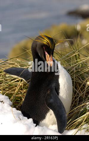 Manchot à crête d'or, manchots à crête d'or, pingouins, animaux, oiseaux, Manchot macaroni (Eudyptes chrysolophus) adulte, préening, Cooper Bay Banque D'Images