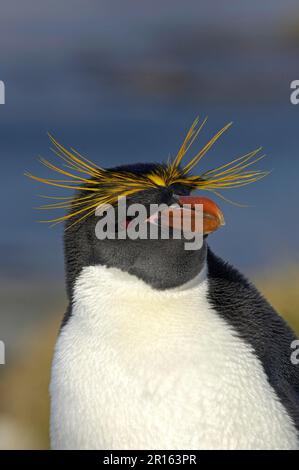 Macaroni Penguin adulte, gros plan de la tête, Cooper Bay, Géorgie du Sud, pingouins, Animaux, oiseaux, manchot de Macaroni adulte, gros plan de la tête, Cooper Bay Banque D'Images