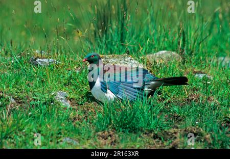 Pigeon aux fruits maoris, pigeon de Nouvelle-zélande (Hemiphaga novaeseelandiae), pigeons aux fruits maoris, pigeons aux fruits de Nouvelle-Zélande, pigeons, animaux, oiseaux, Nouveau Banque D'Images