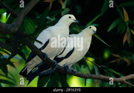 Pigeons impériaux à pied (Ducula bicolor), colombes aux fruits bicolores, pigeons, animaux, oiseaux, Pied Imperial Pigeon deux perchés sur la branche se Asie à New Banque D'Images