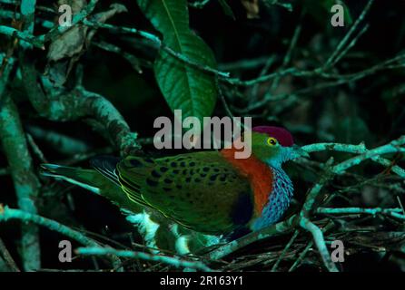 Superbe colombe de fruits (Ptilinopus superbus), magnifique colombe de fruits, magnifique colombe de fruits, Pigeons, animaux, Oiseaux, Violet couronné Pigeon au nid Banque D'Images