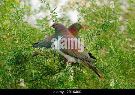 Pigeon de Nouvelle-Zélande (Hemiphaga novaeseelandiae) paire adulte, perchée dans un arbre, péninsule de Banks, Île du Sud, Nouvelle-Zélande Banque D'Images