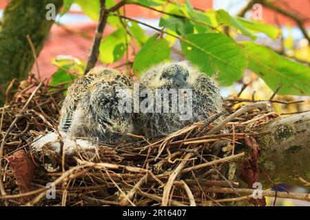 Pigeon en bois commun (Columba palumbus) deux poussins, assis dans un nid, sur la branche de noyer perse (Juglans regia) dans le jardin, Suffolk, Angleterre, Uni Banque D'Images