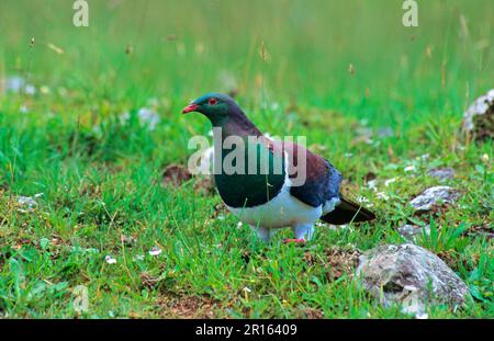 Pigeon aux fruits maoris, pigeon de Nouvelle-zélande (Hemiphaga novaeseelandiae), pigeons aux fruits maoris, pigeons aux fruits de Nouvelle-Zélande, pigeons, animaux, oiseaux, Nouveau Banque D'Images