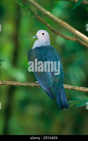 Pigeon impérial vert (Ducula aenea), pigeon de fruit de bronze, pigeons de fruit de bronze, pigeons, animaux, Oiseaux, Pigeon impérial vert perché sur le branch Banque D'Images