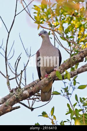 Pigeon impérial de montagne (Ducula badia griseicapilla) adulte, perché sur la branche, Dakdam Highland, Cambodge Banque D'Images