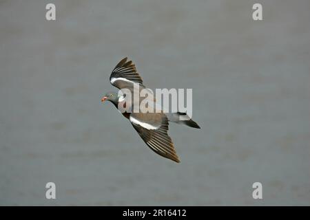 Pigeon de bois, colombes de bois, pigeons, animaux, oiseaux, Wood Pigeon (Columbus palumbus) adulte en vol Banque D'Images