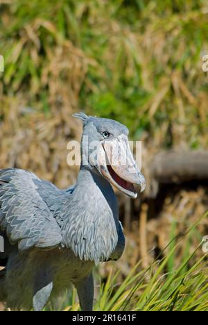 Shoebill, shoebill (Balaeniceps rex), Stork, animaux, oiseaux, Shoebill, adulte, beak ouvert Banque D'Images