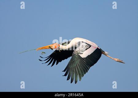 Stork peint (Mycteria leucocephala) adulte, en vol, collecte de matériel de nidification, Ranganatittu, Karnataka, Inde Banque D'Images