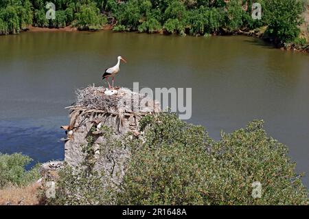 Porc blanc (Ciconia ciconia) adulte avec poussins, nichant sur une ancienne maison de pigeon au bord de la rivière, habitat de la vallée de la rivière, Portugal Banque D'Images