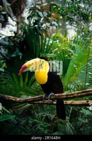 Toucan de pêche, Toucans de pêche, Toucan arc-en-ciel, toucans à bec de quille (Ramphastos sulfuratus), animaux, Toucans, oiseaux, Toucan à bec de Keel perchés Banque D'Images