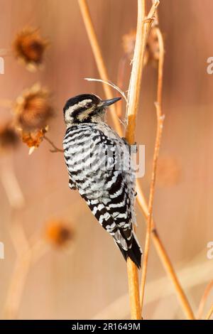 Coqueliche de bois (Picoides pubescens) adulte femelle, fourragé sur les tiges, Bosque del Apache National Wildlife refuge, Nouveau-Mexique (U.) S. A Banque D'Images