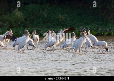 Les jeunes oiseaux de la cigogne en bois (Mycteria americana), affluent debout dans la rivière, le fleuve Paraguay, Pantanal, Mato Grosso, Brésil Banque D'Images