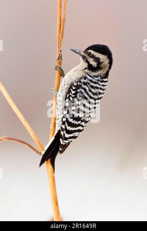 Coqueliche de bois (Picoides pubescens) adulte femelle, fourragé sur les tiges, Bosque del Apache National Wildlife refuge, Nouveau-Mexique (U.) S. A Banque D'Images