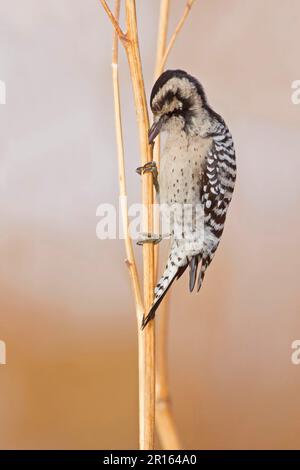 Coqueliche de bois (Picoides pubescens) adulte femelle, fourragé sur les tiges, Bosque del Apache National Wildlife refuge, Nouveau-Mexique (U.) S. A Banque D'Images