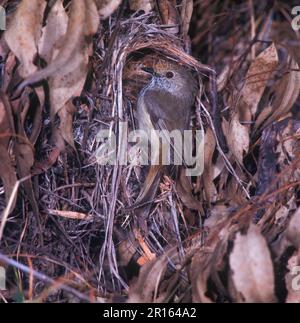 Thornbill à l'avant-plan, Thornbill à l'avant-plan, Thornbill à l'avant-plan, animaux, oiseaux, Brown Thornbill (Acanthiza pusilla) au trou d'entrée à Banque D'Images