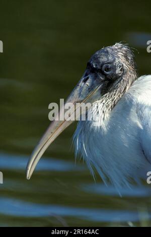 Porc en bois, cigognes en bois (Mycteria americana), cigognes, animaux, oiseaux, cigognes en bois tête de jeune Banque D'Images