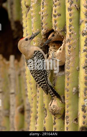 Gila Woodpecker (Melanerpes uropygialis) adulte, au trou de nid dans le cactus avec maté, Arizona (U.) S. A. Banque D'Images