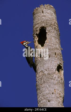 Pic piléé (Dryocopus pileatus), pic à péches, pic à bois, animaux, oiseaux, Pics à bois, pic à péches sur arbre, États-Unis Banque D'Images