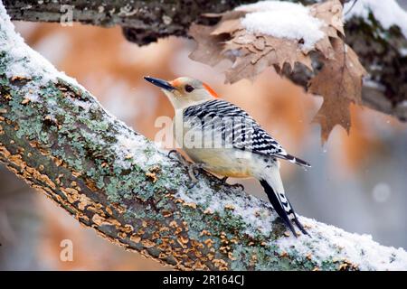 Pic à ventre rouge (Melanerpes carolinus) femelle adulte, perchée sur une branche de chêne dans la neige (U.) S. A. l'hiver Banque D'Images