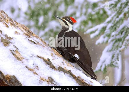 Pic à bois piléé (Dryocopus pileatus) adulte femelle, accrochée au tronc de hêtre dans la neige (U.) S. A. hiver Banque D'Images