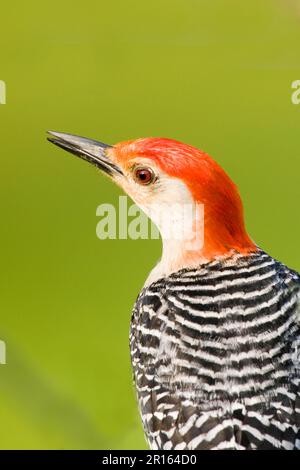 Pic à ventre rouge (Melanerpes carolinus) adulte mâle, gros plan de la tête (U.) S. A. Banque D'Images