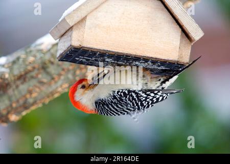 Pic à ventre rouge (Melanerpes carolinus) adulte mâle, se nourrissant à la mangeoire à suet anti-démarrage (U.) S. A. hiver Banque D'Images