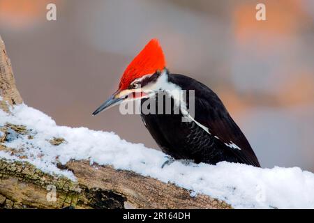 Pic à bois piléé (Dryocopus pileatus) mâle adulte, perchée sur la branche acridienne dans la neige (U.) S. A. hiver Banque D'Images