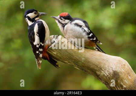 Grand pic tacheté (Dendrocopus Major) adulte femelle, nourrissant des juvéniles, Dumfries et Galloway, Écosse, Royaume-Uni Banque D'Images