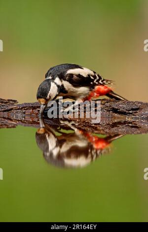 Grand pic à pois (Dendrocopus Major), femme adulte, boire depuis la piscine forestière, Hongrie, été Banque D'Images