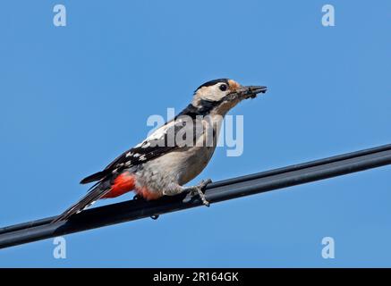 Pic syrien (Dendrocopos syriacus), femme adulte, avec de la nourriture dans son bec, assis sur une ligne électrique, Hongrie Banque D'Images