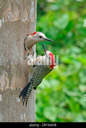 Pic ouest indien (Melanerpes superciliaris) paire d'adultes, au trou de nid dans le tronc d'arbre, Grand Cayman, îles Caïman Banque D'Images