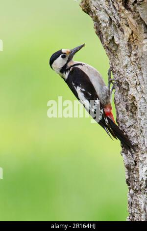 Pic syrien (Dendrocopos syriacus) femelle adulte, accrochée au tronc d'arbre près de nesthole, Bulgarie Banque D'Images