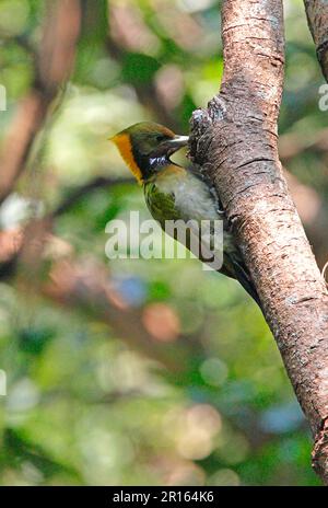 Plus grand yellownape (Picus flavinucha), femelle adulte, nourrissant et accrochant au tronc d'arbre, Katmandou, Népal Banque D'Images