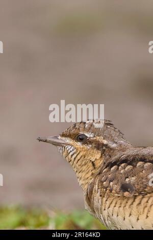 Tour de cou eurasien (Jynx torquilla), adulte, gros plan de la tête, Warham Greens, Norfolk, Angleterre, Royaume-Uni Banque D'Images