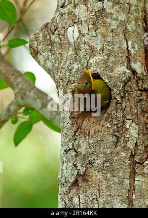 Grande nageoire jaune (Picus flavinucha lylei), femelle adulte, laissant un trou de nid dans le tronc d'arbre, Kaeng Krachan N. P. Thaïlande Banque D'Images