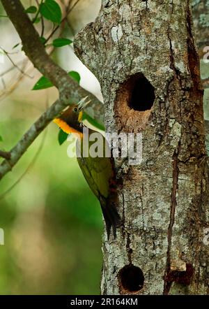 Grande nageoire jaune (Picus flavinucha lylei), mâle adulte, accrochée au tronc d'arbre au trou de nid, Kaeng Krachan N. P. Thaïlande Banque D'Images