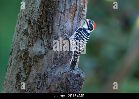 Nuttall's Woodpecker (Picoides nuttallii) adulte mâle, accroché au tronc d'arbre, Californie (U.) S. A. Banque D'Images