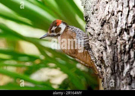 Arizona Woodpecker (Picoides arizonae) adulte mâle, accroché au tronc de chêne, Arizona (U.) S. A. Banque D'Images