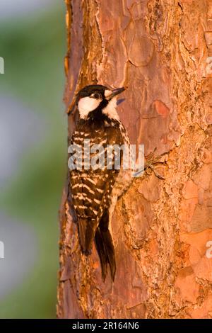 Pic à coque rouge (Picoides borealis) adulte mâle, accroché au tronc de pin à longue feuilles (U.) S. A Banque D'Images