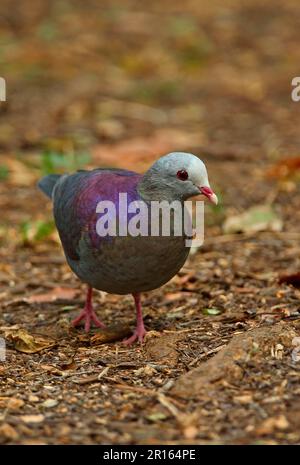 Quail-Dove à front gris (caniceps Geotrygon) adulte, marchant sur le fond de la forêt, péninsule de Zapata, province de Matanzas, Cuba Banque D'Images