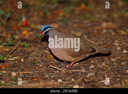 Quail-Dove à tête bleue (Starnoenas cyanocephala) adulte, marchant sur le fond de la forêt, péninsule de Zapata, province de Matanzas, Cuba Banque D'Images